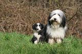 BEARDED COLLIE 345